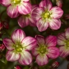 Skalnica Arendsa Alpino Early™ Picotee – Saxifraga